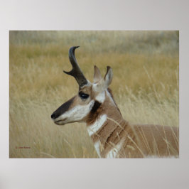 A4 Gaffelantilope Jonge Bok Kop Schot Profiel Poster