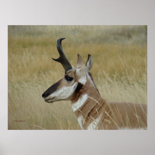 A4 Gaffelantilope Jonge Bok Kop Schot Profiel Poster (Voorkant)