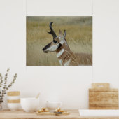 A4 Gaffelantilope Jonge Bok Kop Schot Profiel Poster (Keuken)