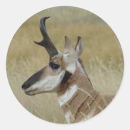A4 Gaffelantilope Kopschot Profiel Ronde Sticker