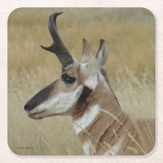 A4 Pronghorn Antelope Buck Head profiel Kartonnen Onderzetters (Voorkant)