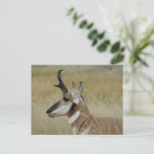 A4 Pronghorn Antelope Young Buck Head Shot Profile Briefkaart (Staand voorkant)