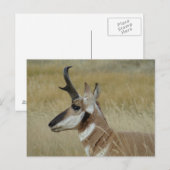A4 Pronghorn Antelope Young Buck Head Shot Profile Briefkaart (Voorkant / Achterkant)