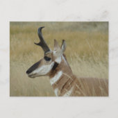 A4 Pronghorn Antelope Young Buck Head Shot Profile Briefkaart (Voorkant)