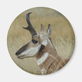 A4 Pronghorn Antelope Young Buck Head Shot Profile Magneet