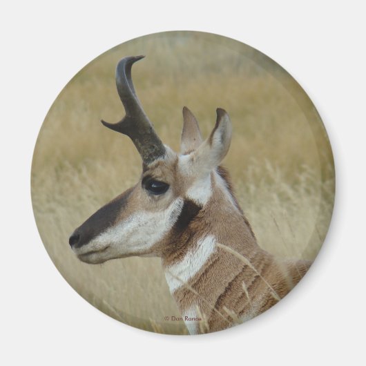 A4 Pronghorn Antelope Young Buck Head Shot Profile Magneet (Voorkant)