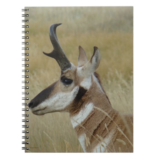 A4 Pronghorn Antelope Young Buck Head Shot Profile Notitieboek (Voorkant)