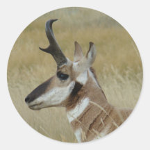 A4 Pronghorn Shot Profile Antelope
