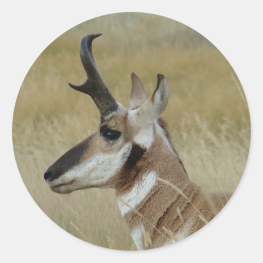 A4 Pronghorn Shot Profile Antelope Ronde Sticker (Voorkant)