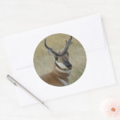 A5 Gaffelantilope bok kopschot Ronde Sticker (Envelop)