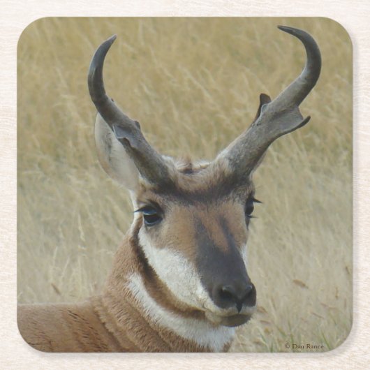 A5 Pronghorn Antelope Big Buck Head Kartonnen Onderzetters (Voorkant)