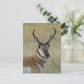 A5 Pronghorn Antelope Big Buck Head Shot Briefkaart (Staand voorkant)
