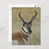 A5 Pronghorn Antelope Big Buck Head Shot Briefkaart (Voorkant / Achterkant)
