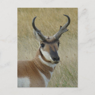 A5 Pronghorn Antelope Big Buck Head Shot Briefkaart