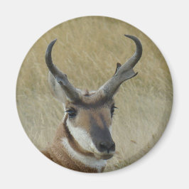 A5 Pronghorn Antelope Big Buck Head Shot Magneet