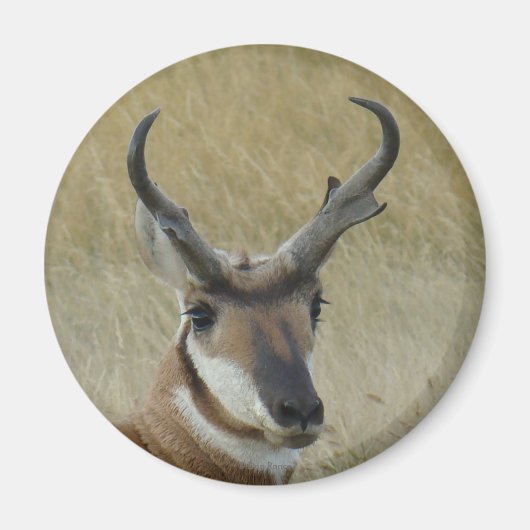 A5 Pronghorn Antelope Big Buck Head Shot Magneet (Voorkant)