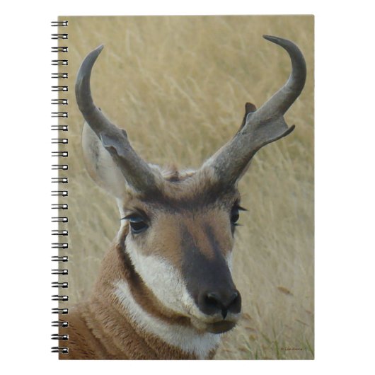 A5 Pronghorn Antelope Big Buck Head Shot Notitieboek (Voorkant)