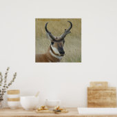 A5 Pronghorn Antelope Big Buck Head Shot Poster (Keuken)