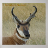 A5 Pronghorn Antelope Big Buck Head Shot Poster (Voorkant)