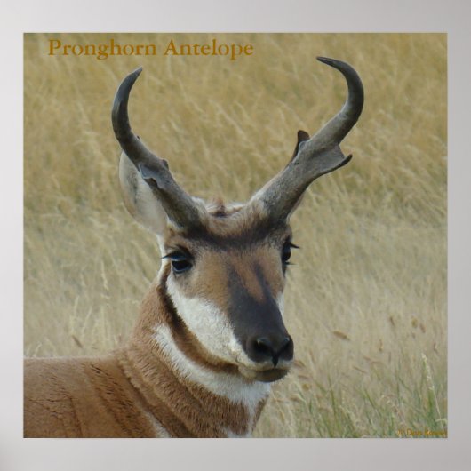 A5 Pronghorn Antelope Big Buck Head Shot Poster (Voorkant)