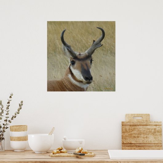 A5 Pronghorn Antelope Big Buck Head Shot Poster (Keuken)