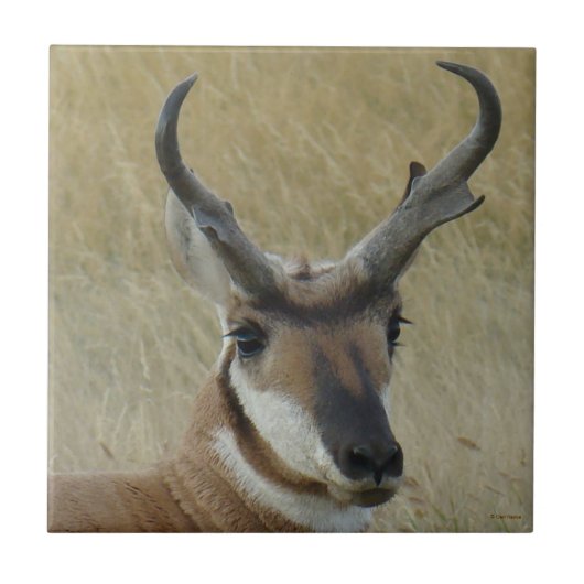 A5 Pronghorn Antelope Big Buck Head Shot Tegeltje (Voorkant)