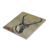 A5 Pronghorn Antelope Big Buck Head Shot Tegeltje (Zijkant)