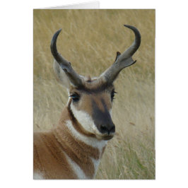A5 Pronghorn Antelope Buck Head Shot