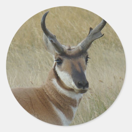 A5 Pronghorn Antelope Buck Head Shot Ronde Sticker (Voorkant)
