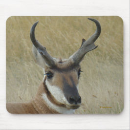 A5 Pronghorn Antelope Muismat