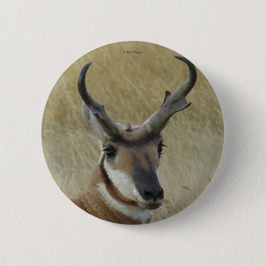 A5 Pronghorn Antelope Ronde Button 5,7 Cm (Voorkant)