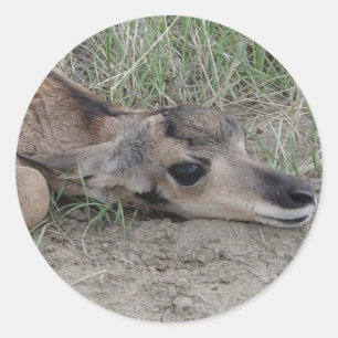 A6 Baby Gaffelantilope Ronde Sticker