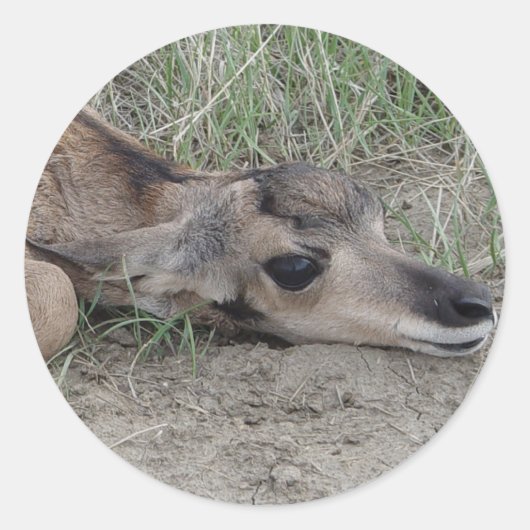 A6 Baby Gaffelantilope Ronde Sticker (Voorkant)