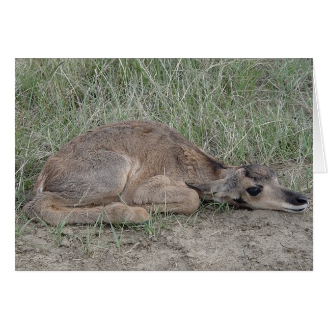 A6 Baby Gaffelbok Antilope (Voorkant Horizontaal)