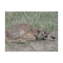 A6 Baby Gaffelbok Antilope
