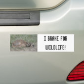 A6 Baby Gaffelbok Antilope Bumpersticker (Op auto)