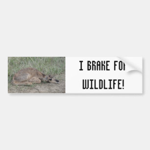 A6 Baby Gaffelbok Antilope Bumpersticker