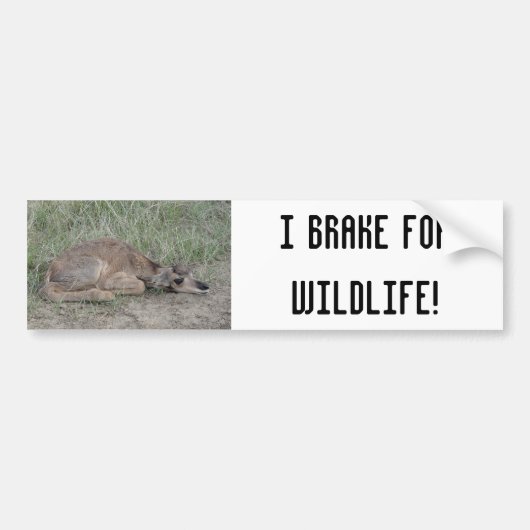A6 Baby Gaffelbok Antilope Bumpersticker (Voorkant)
