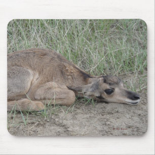 A6 Baby Gaffelbok Antilope Muismat