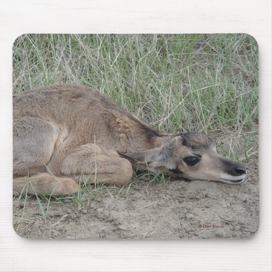 A6 Baby Gaffelbok Antilope Muismat (Voorkant)