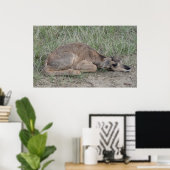 A6 Baby Gaffelbok Antilope Poster (Thuiskantoor)