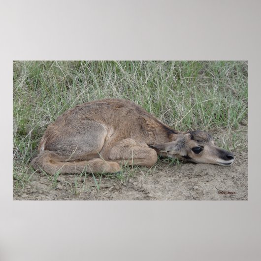 A6 Baby Gaffelbok Antilope Poster (Voorkant)