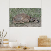 A6 Baby Gaffelbok Antilope Poster (Keuken)