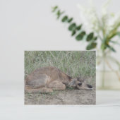 A6 Baby Pronghorn Antelope Briefkaart (Staand voorkant)