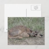 A6 Baby Pronghorn Antelope Briefkaart (Voorkant / Achterkant)