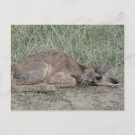 A6 Baby Pronghorn Antelope Briefkaart