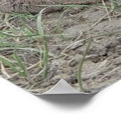 A6 Baby Pronghorn Antelope Poster (Hoek)