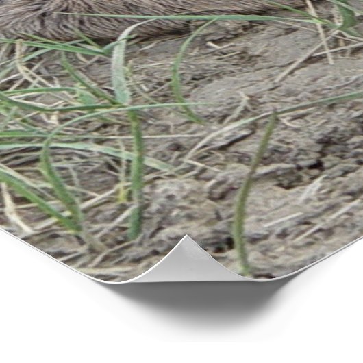 A6 Baby Pronghorn Antelope Poster (Hoek)