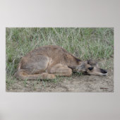 A6 Baby Pronghorn Antelope Poster (Voorkant)