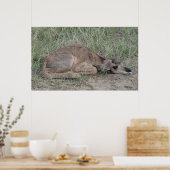 A6 Baby Pronghorn Antelope Poster (Keuken)